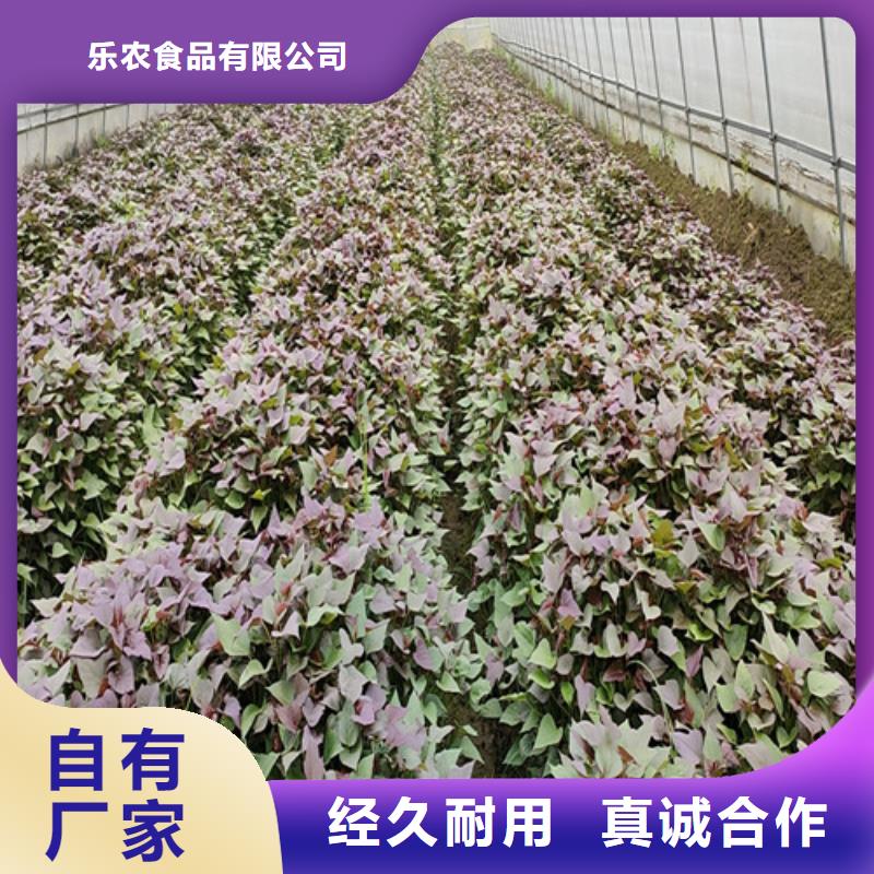 【紫薯苗紫薯粉實力公司】