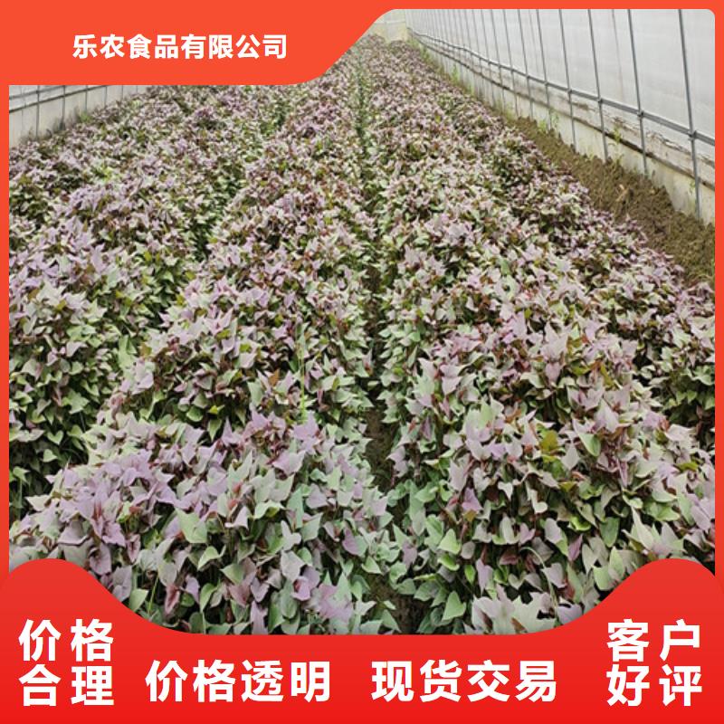 紫薯苗子銷售