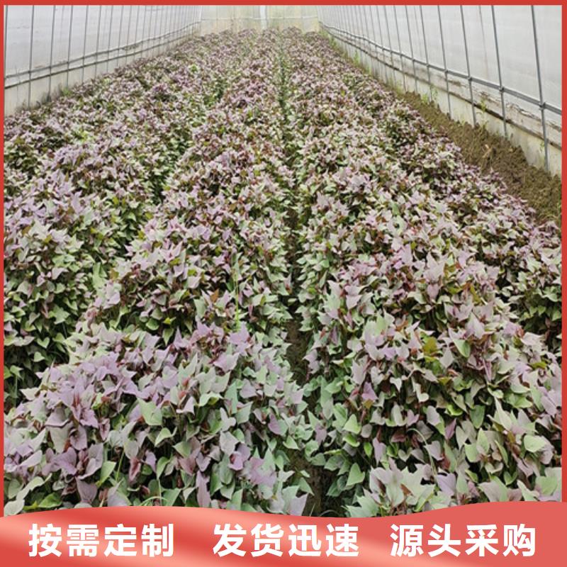 紫甘薯苗源頭廠家