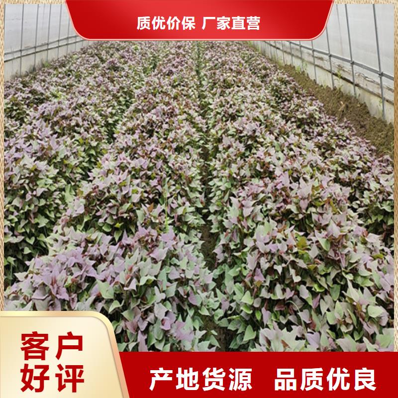 紫薯苗無蟲害