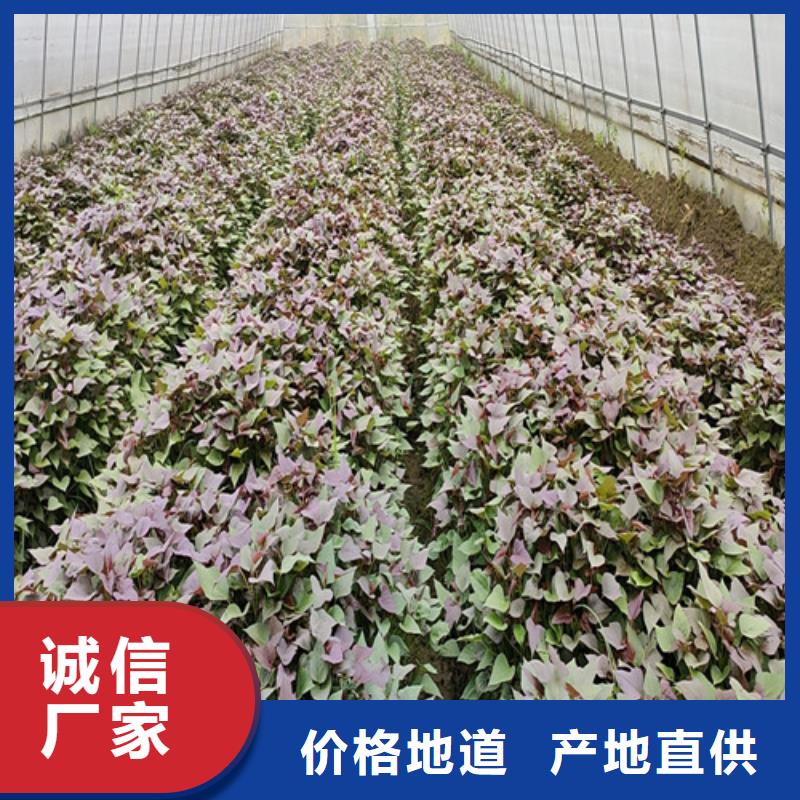 【紫薯苗_羽衣甘藍(lán)粉今日新品】