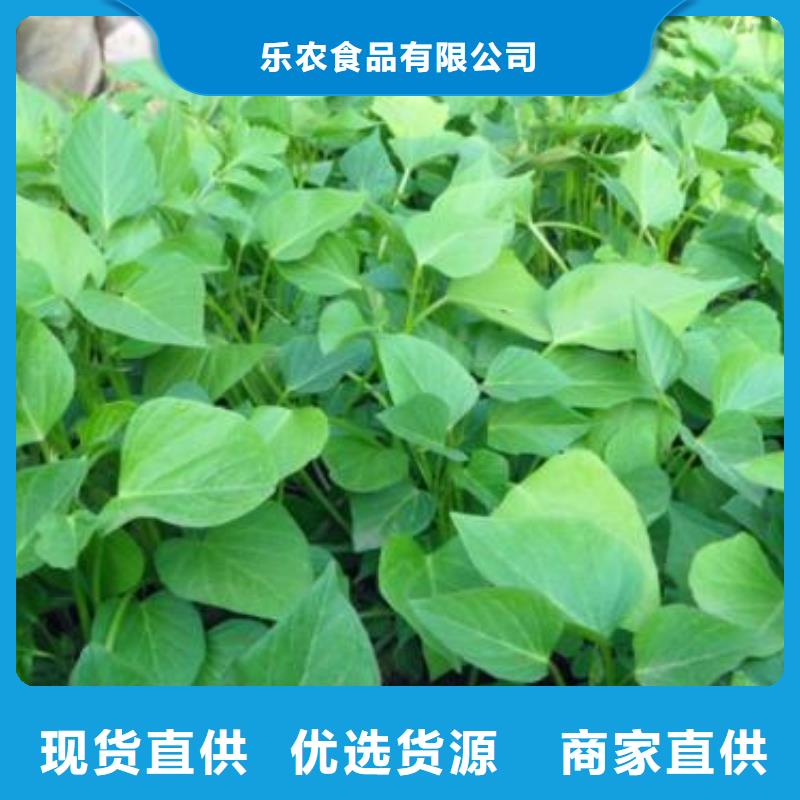 紫薯苗_【紫薯雪花片】購買的是放心