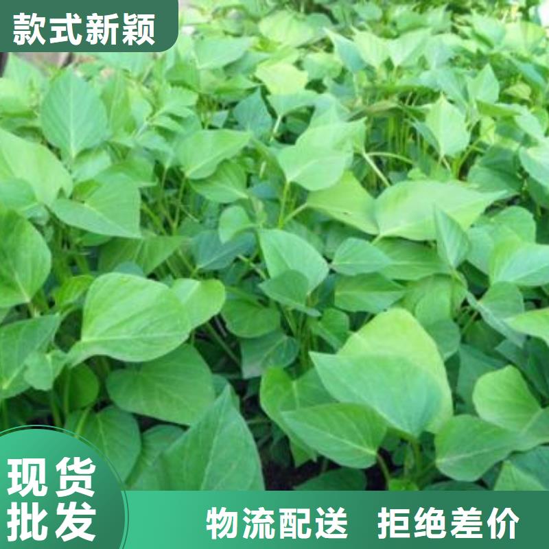 麥茬苗（紫薯)種植基地