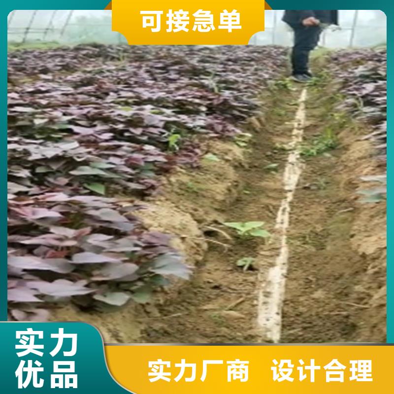 東風8號紫薯苗品種純正