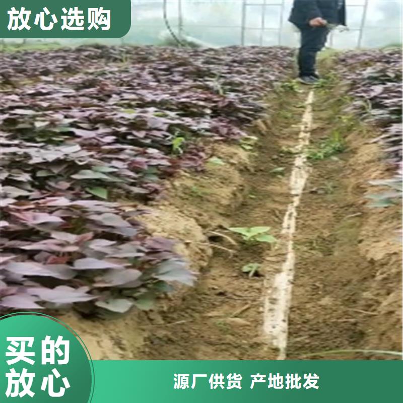 紫地瓜苗怎么培育