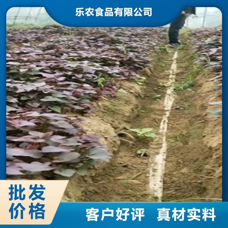 鮮食型紫薯苗種植基地