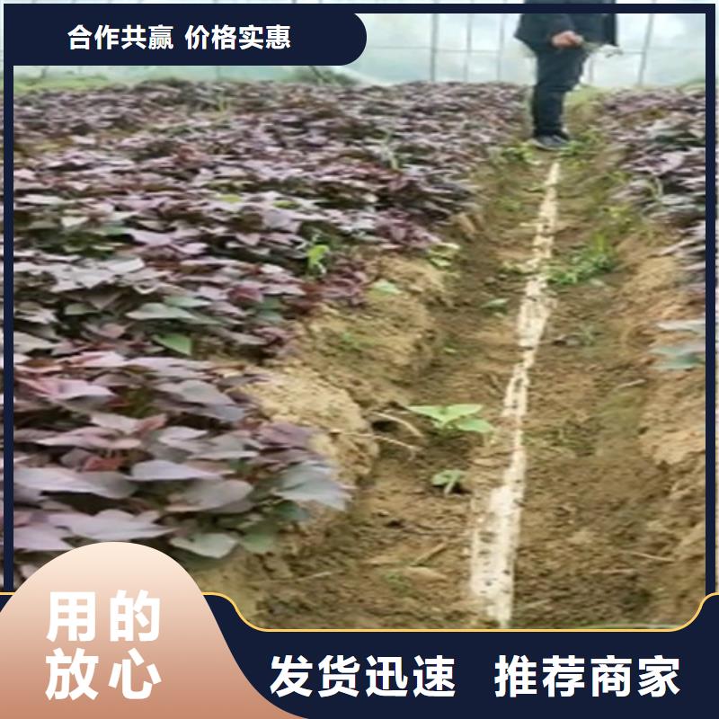 樂東縣高產脫毒紫薯苗（凌紫品種）種植基地