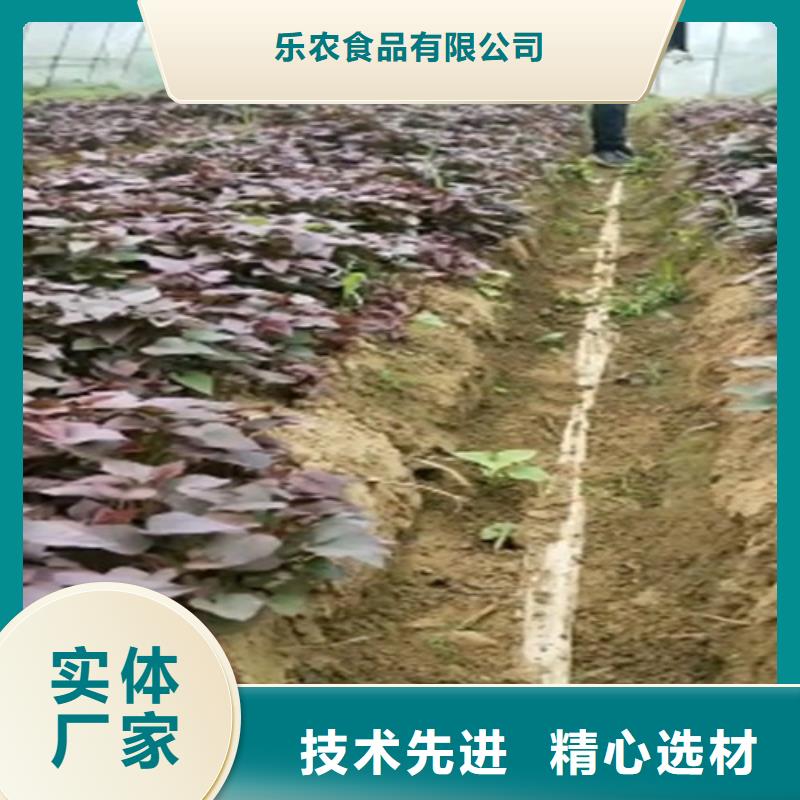 紫薯苗_【紫薯雪花片】購買的是放心