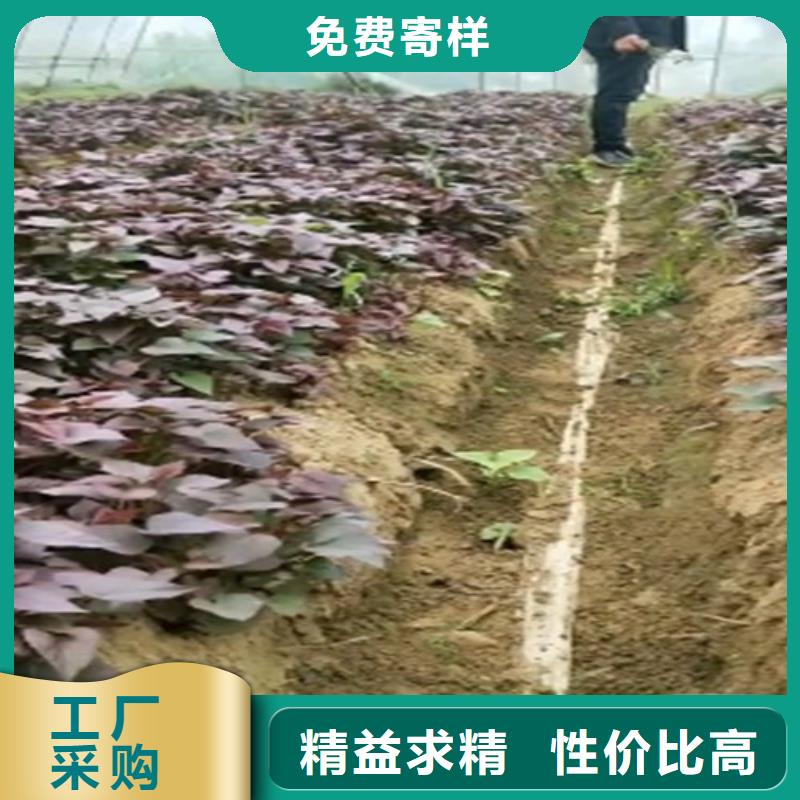 紫薯苗種植方法