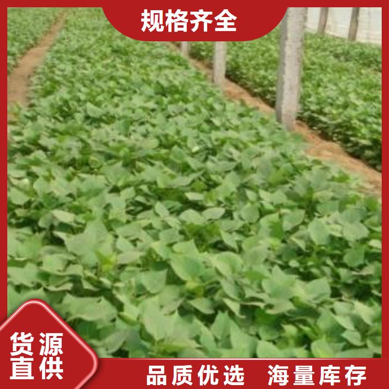 高产脱毒紫薯苗（凌紫品种）今日价格