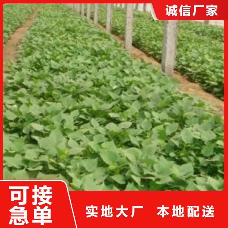 紫薯苗羽衣甘藍粉優(yōu)質(zhì)貨源