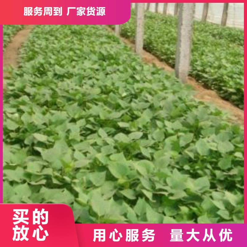 紫薯苗（濟(jì)黑2號上市）歡迎洽談合作