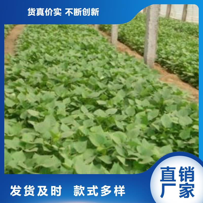 鮮食型紫薯苗源頭廠家