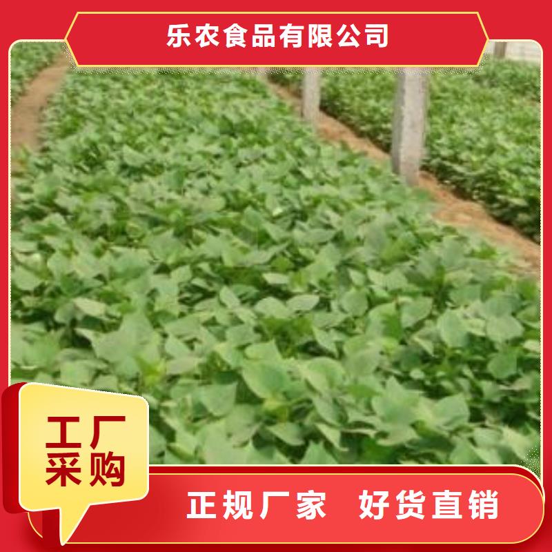 紫紅薯苗種植廠家