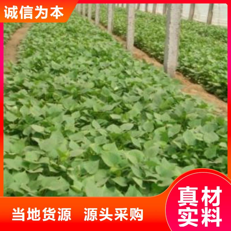 紫薯苗子電話