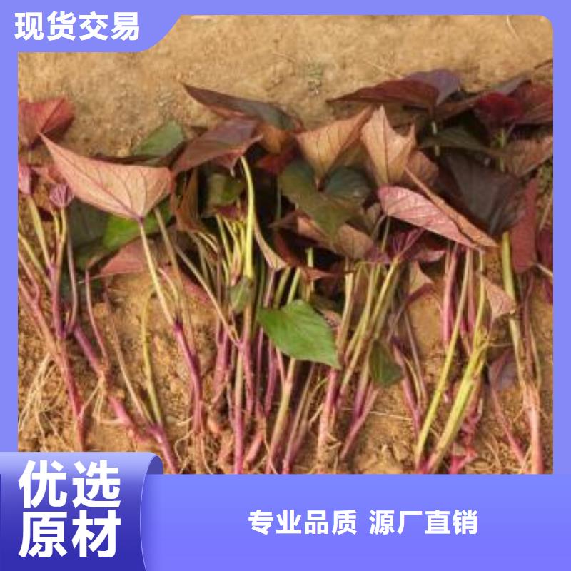 紫薯苗羽衣甘蓝粉直销厂家