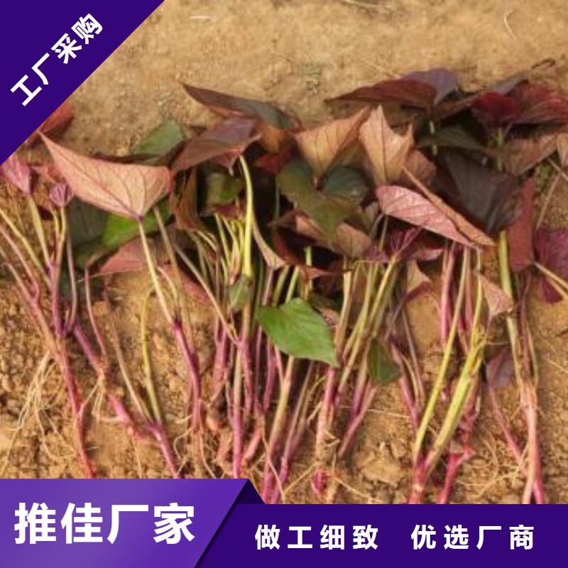 紫薯苗子源頭廠家