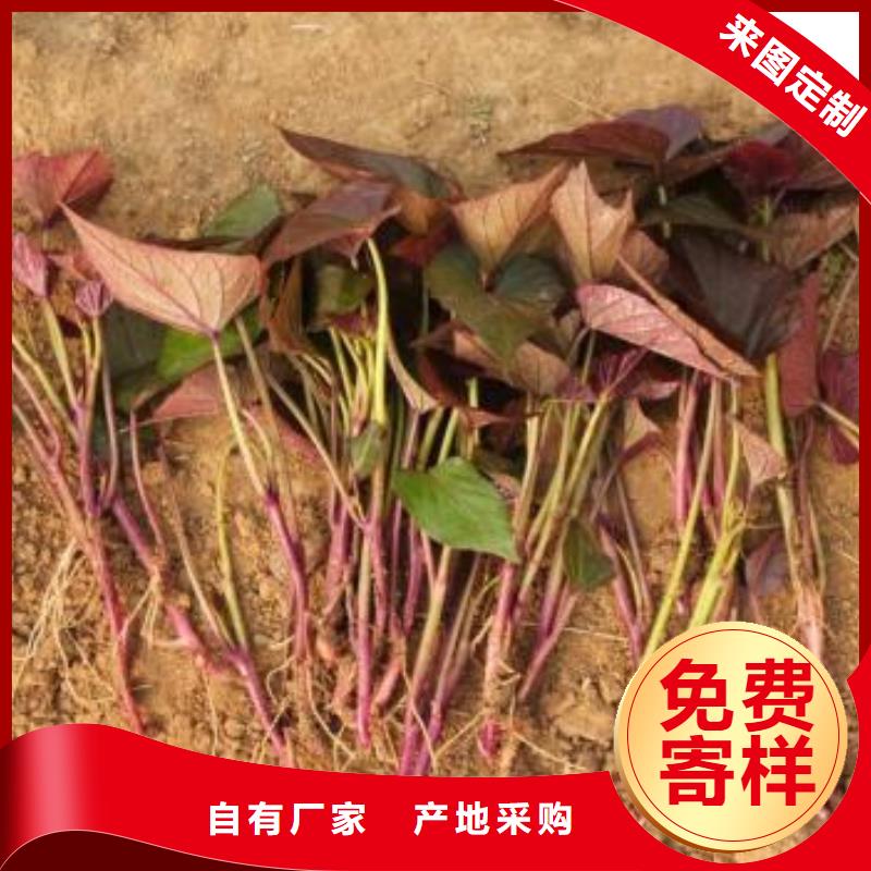 紫薯苗（濟黑2號上市）往年價格