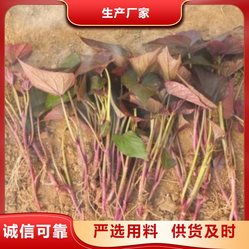 紫薯種苗多少錢