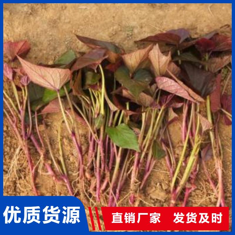 紫薯苗價格