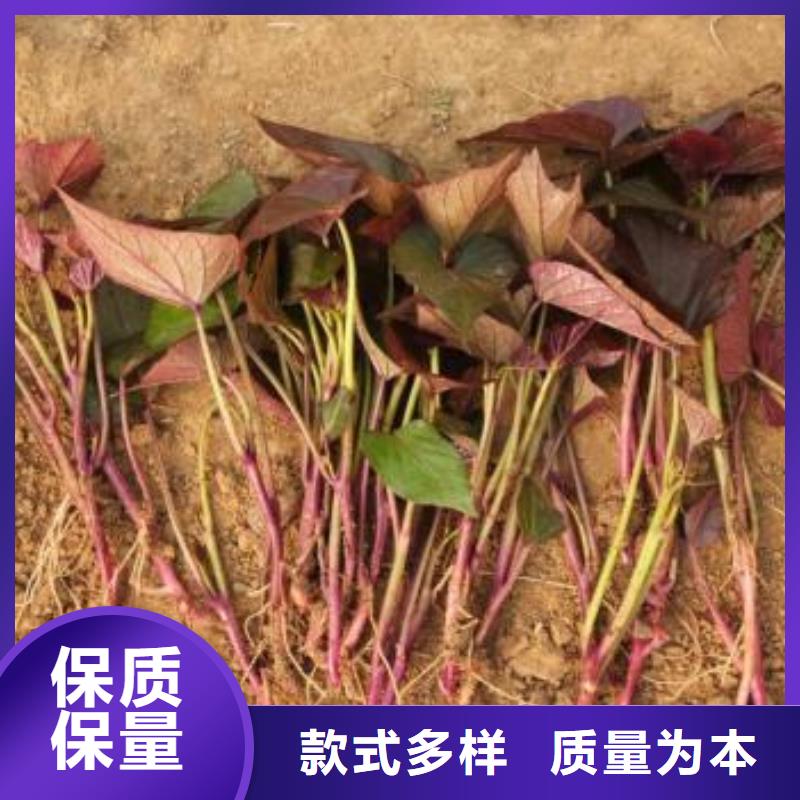 紫薯苗_【紫薯雪花片】購買的是放心