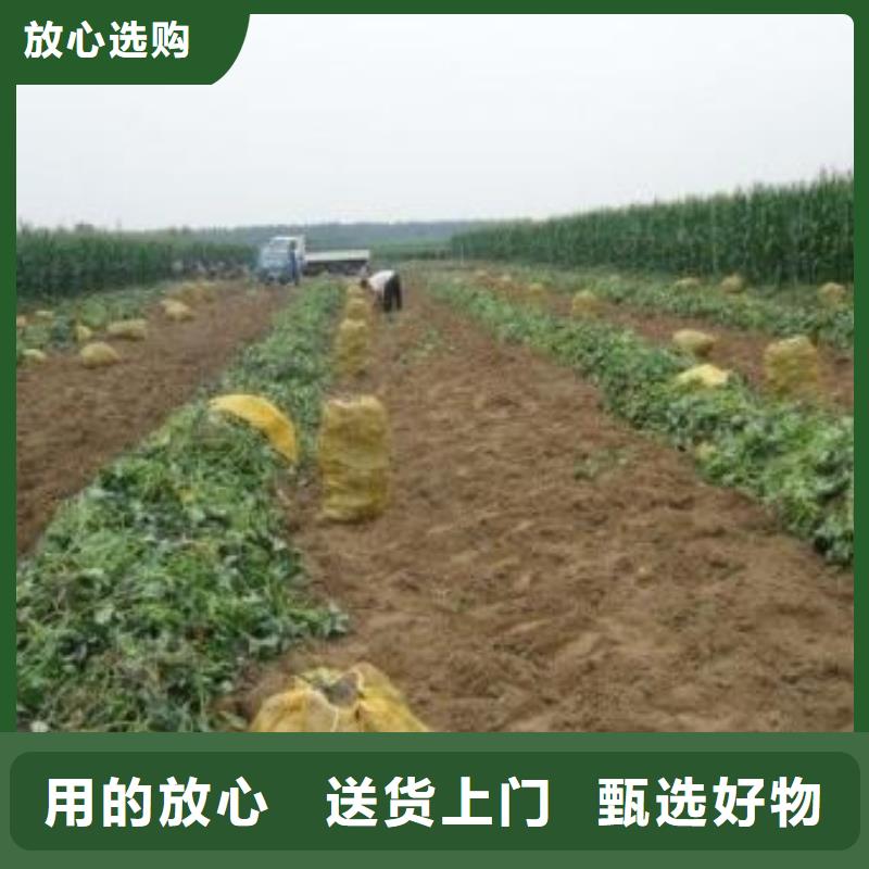 紫地瓜苗子怎么培育