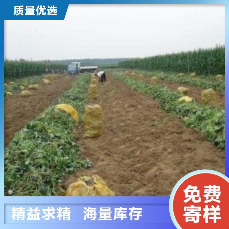 紅甘薯苗（高剪苗）選擇我們沒錯