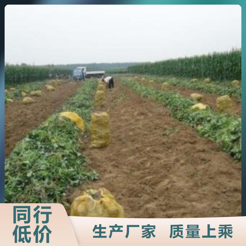 紫薯苗_【紫薯雪花片】購買的是放心