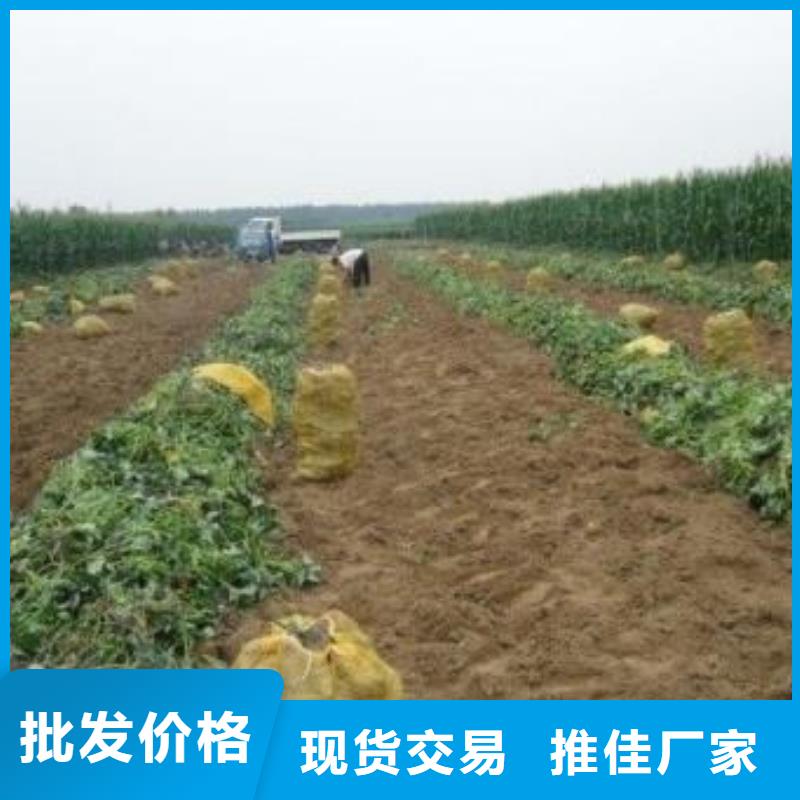 紫薯種苗多少錢