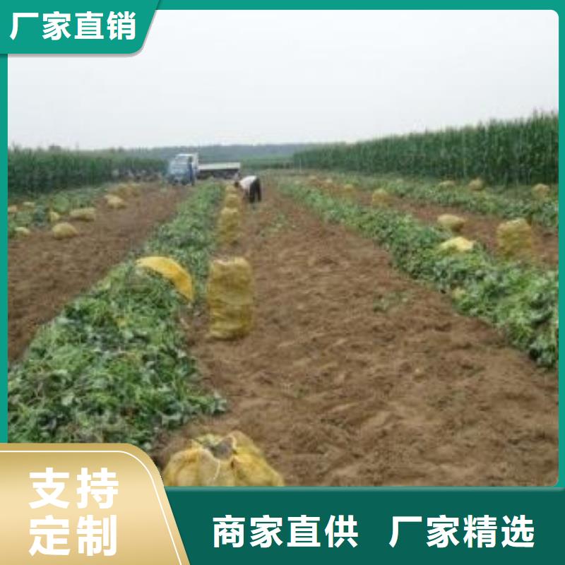 紫薯苗（濟(jì)黑2號(hào)）批發(fā)銷售
