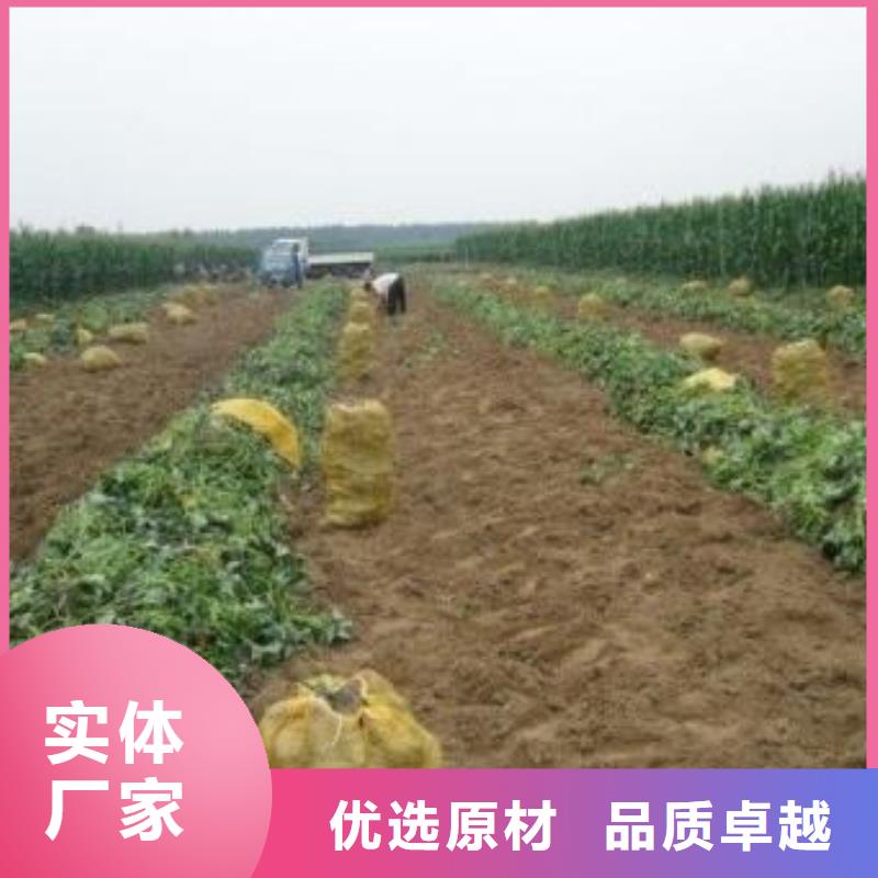 紫薯苗子供應