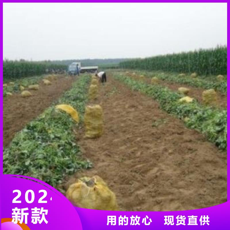 紫紅薯苗怎么培育