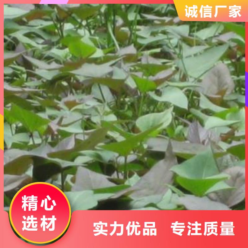 紫薯種子源頭廠家