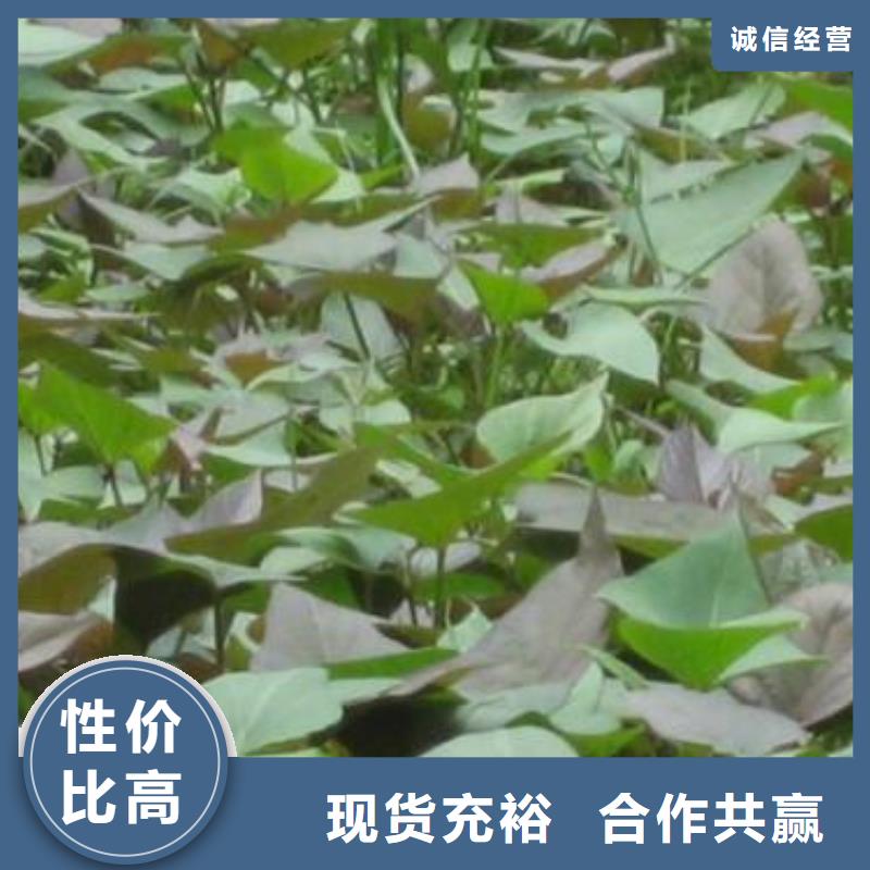 脫毒紫薯苗廠家價格是多少