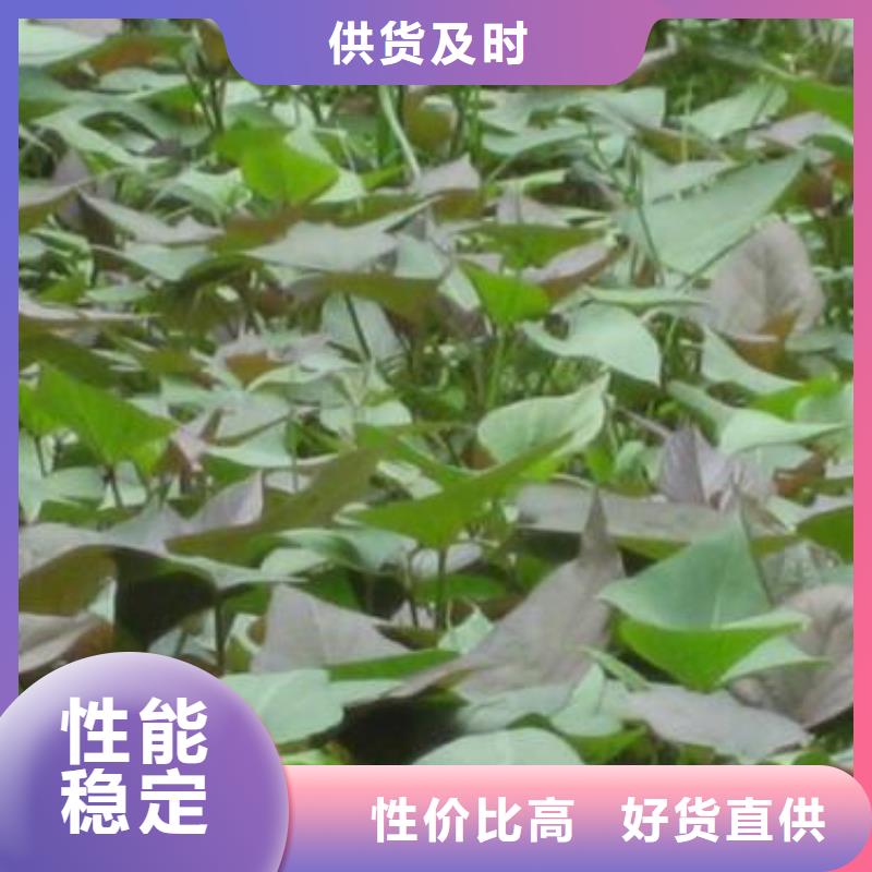 甘薯苗（紫红薯苗）第一茬苗