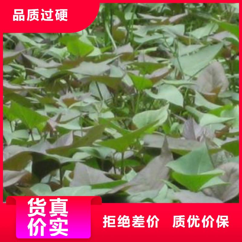 高產紅薯苗（預售中）品種多樣
