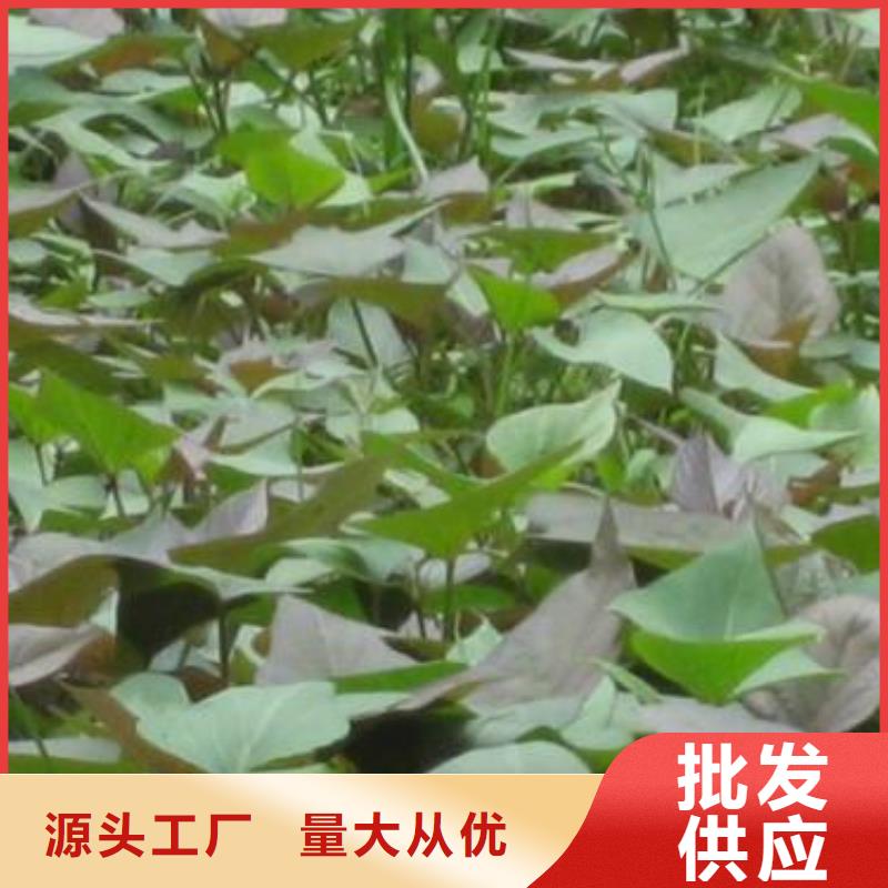 紫甘薯苗多少錢