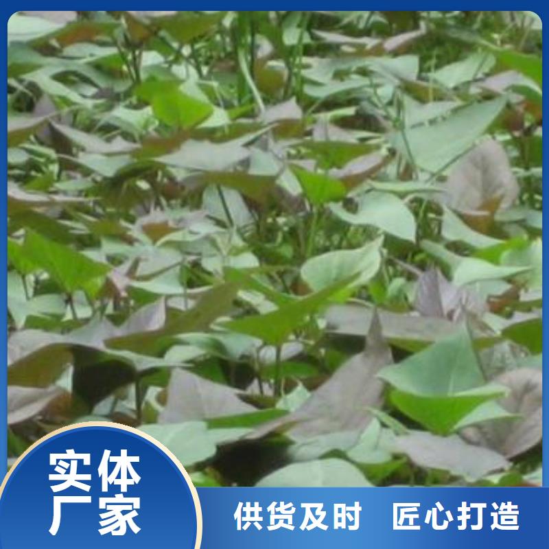 高剪苗紅薯苗（西瓜紅）廠家現貨直銷