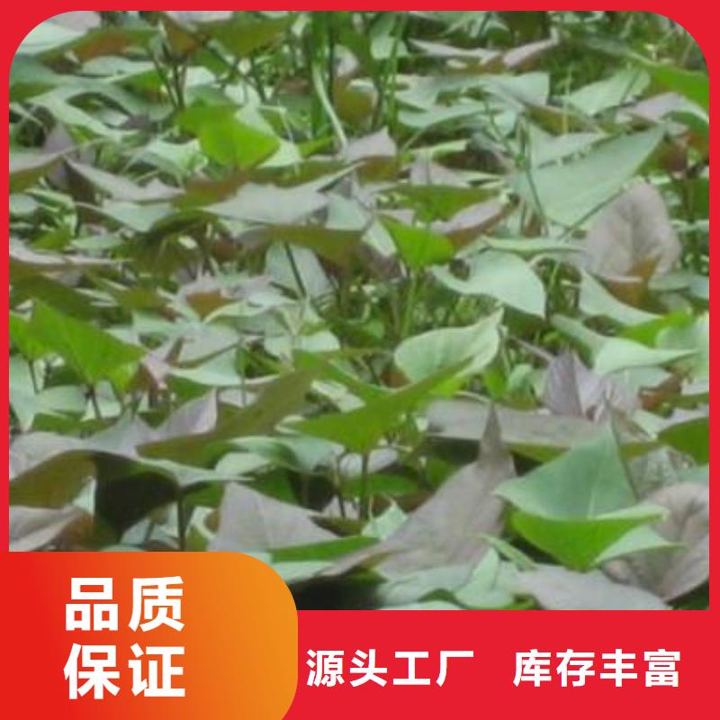 紫薯苗_【紫薯雪花片】購買的是放心