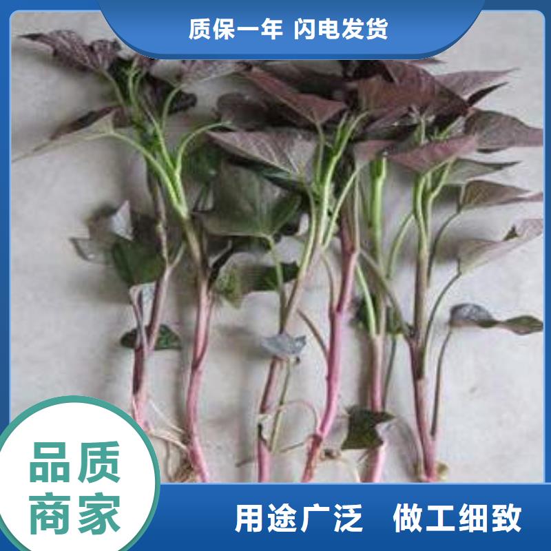 濟黑2號紫薯苗種植基地