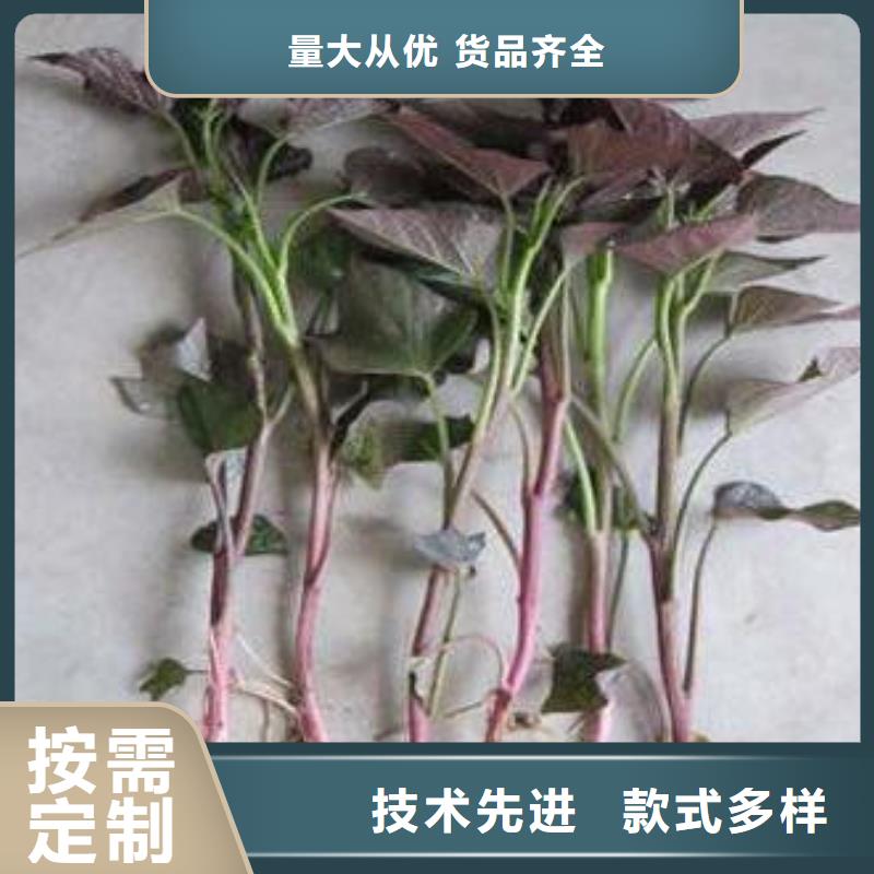 鮮食型紫薯苗批發銷售