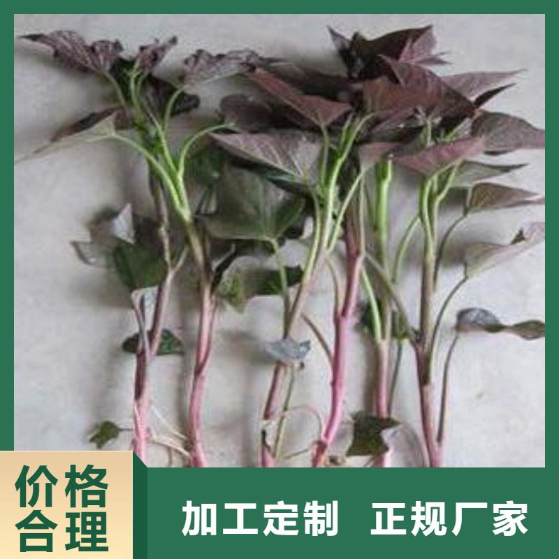 高产脱毒紫薯苗(凌紫品种)今日价格