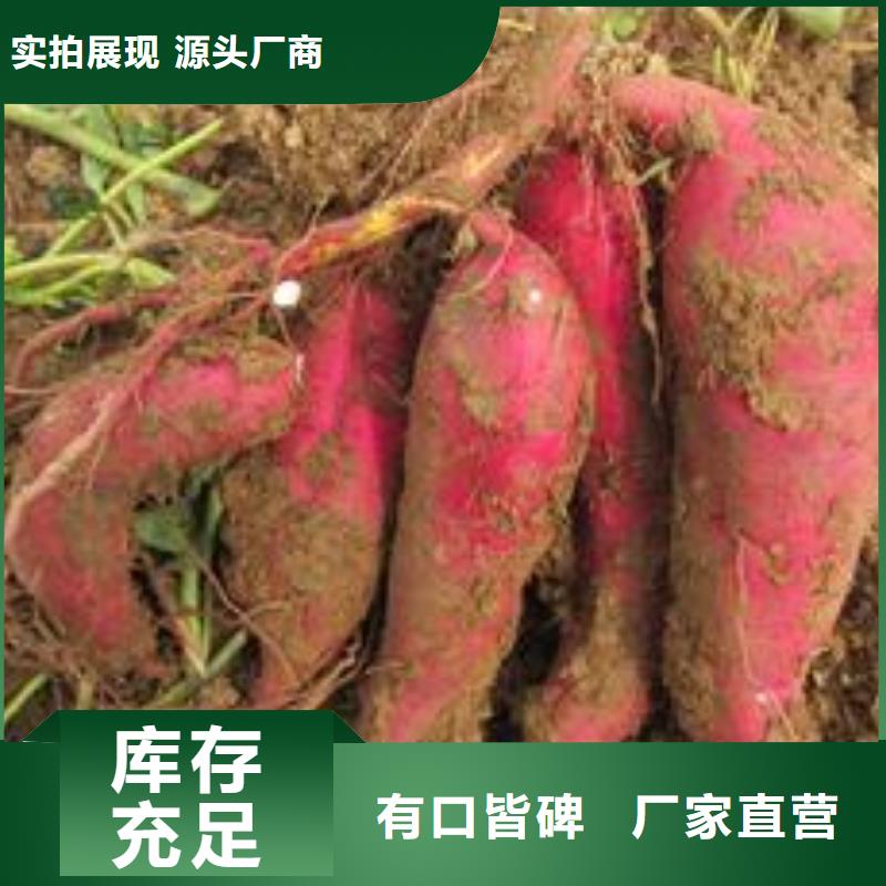 濟黑2號紫薯苗種植基地