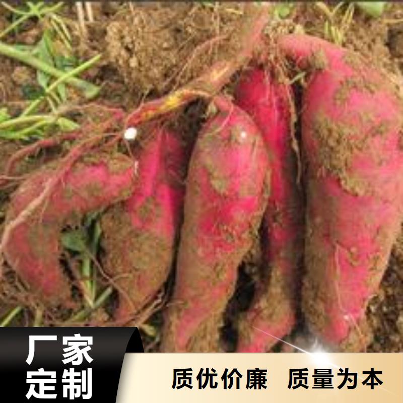 紫色地瓜苗（夏薯）技術指導