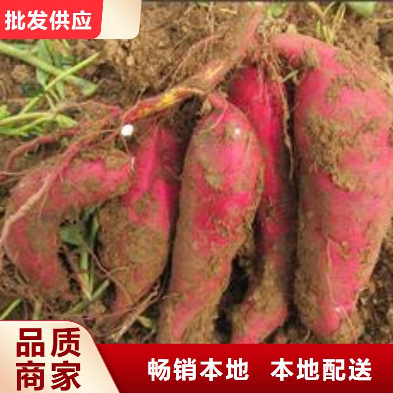 紫薯苗菠菜粉精挑細(xì)選好貨