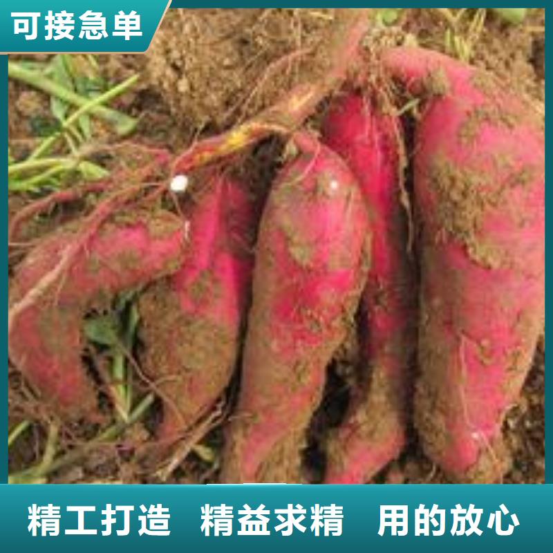 紫薯苗紫薯雪花片專業(yè)設(shè)計(jì)