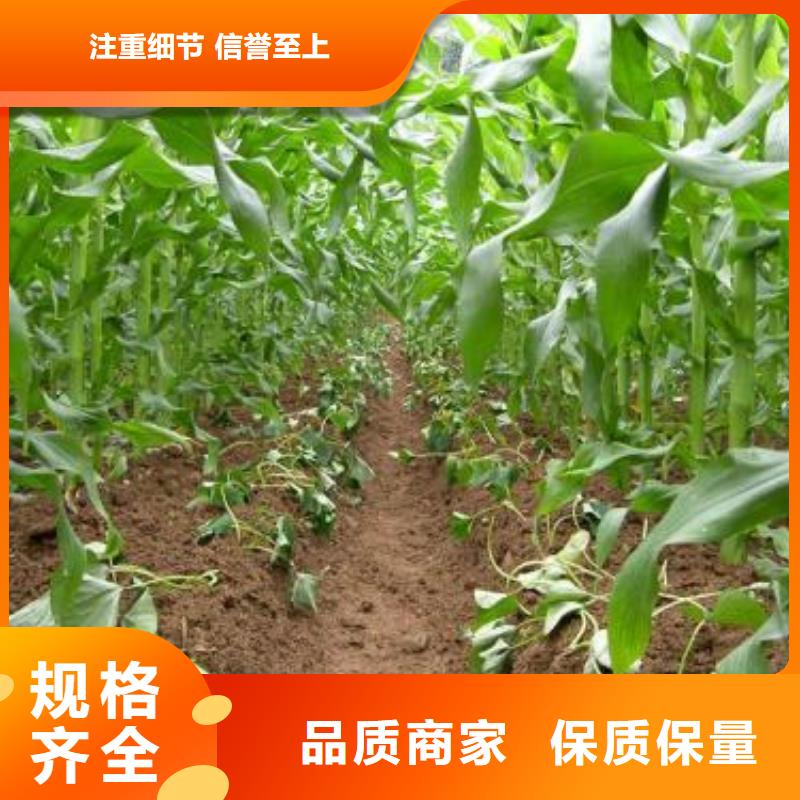 濟黑2號紫薯苗種植基地