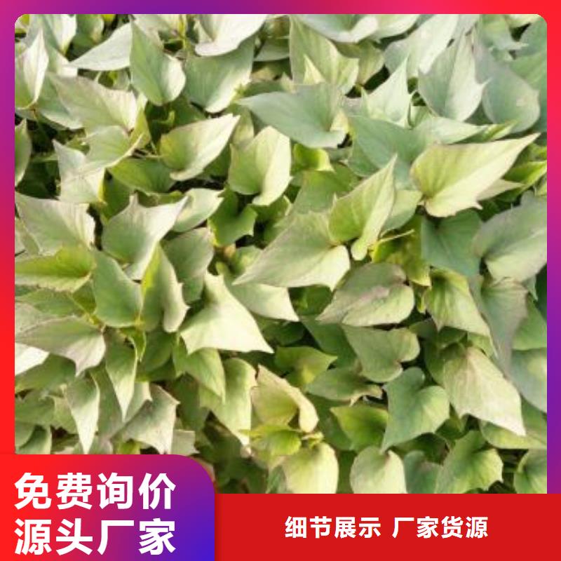 紫色地瓜苗(夏薯)技術指導