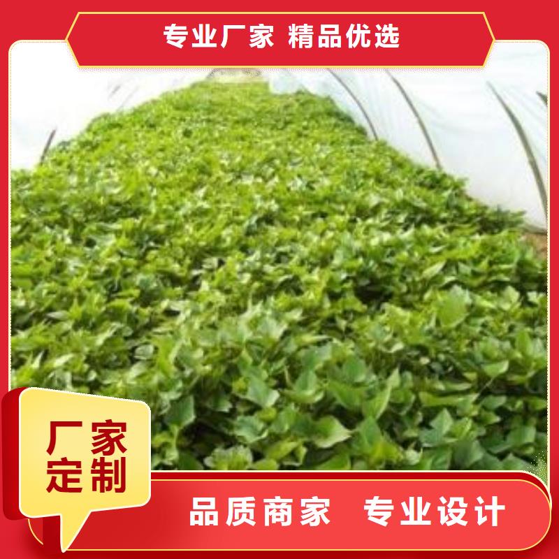 紅甘薯苗(高剪苗)選擇我們沒錯