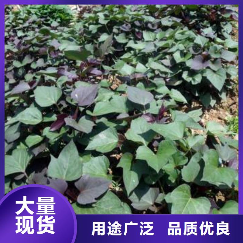 紫薯苗管理方式